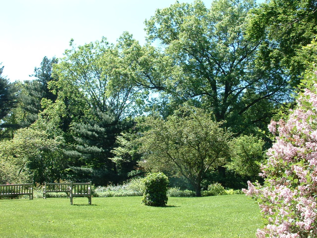 A summertime shot of the back yard with green grass and trees.