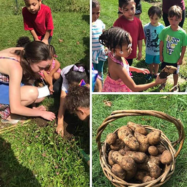 Los niños cosechan patatas en Macculloch Hall