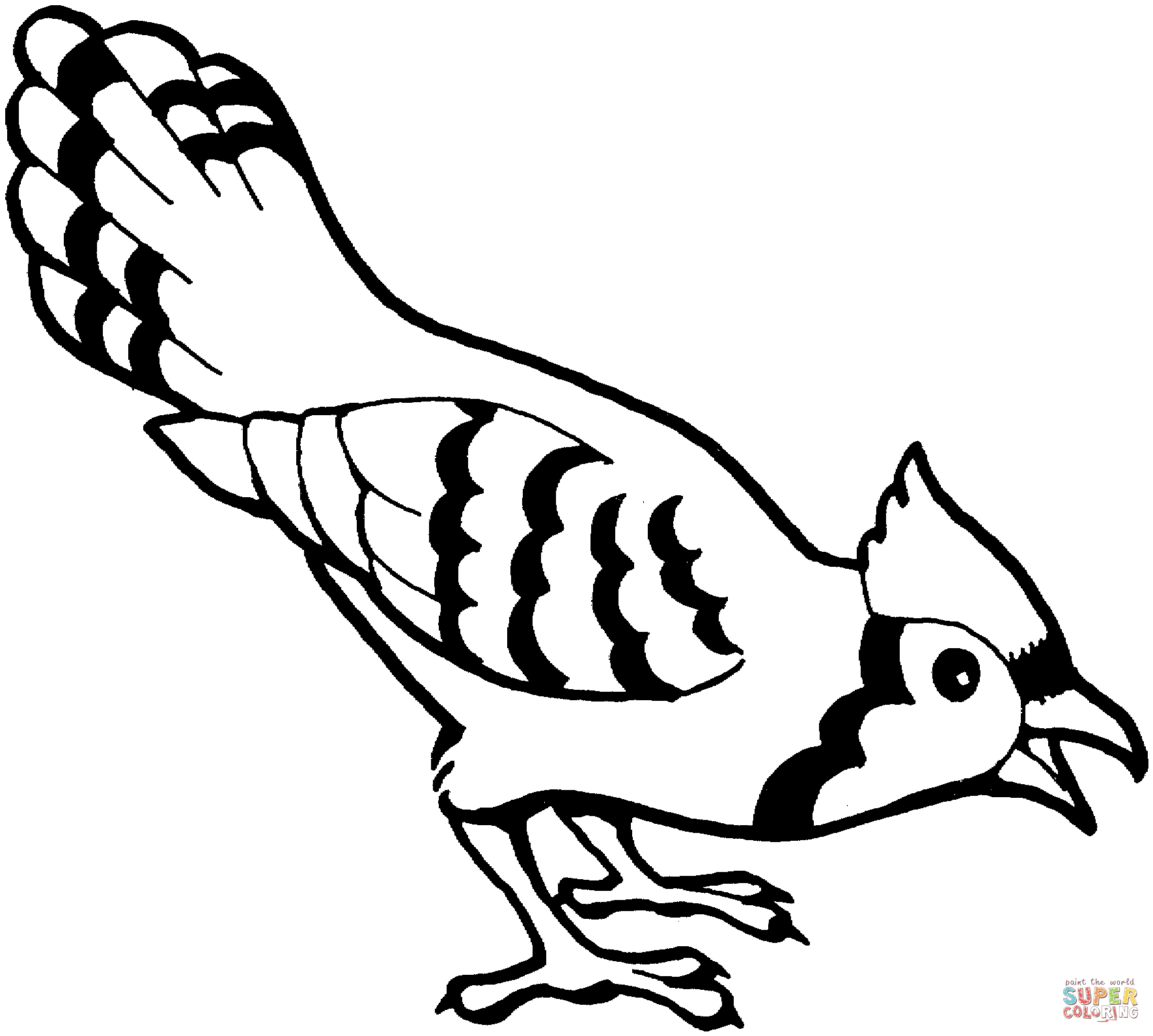 bluejay coloring book page