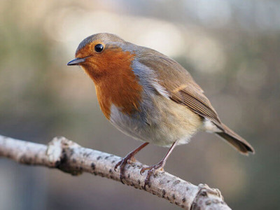 What Makes a Robin?