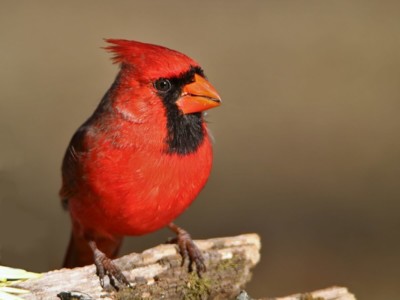 All About Cardinals