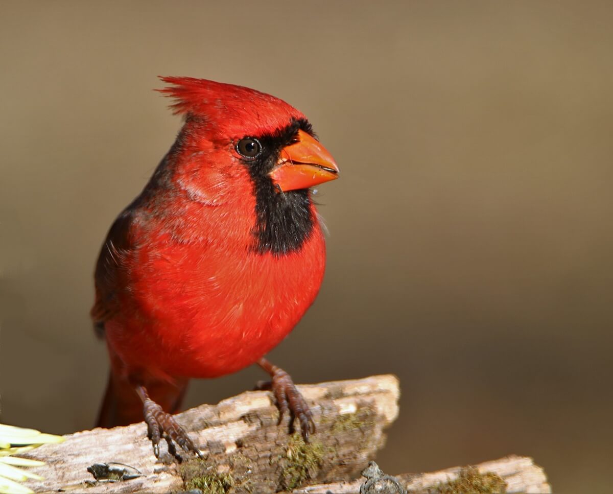 All About Cardinals - Macculloch Hall Historical Museum