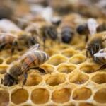 Varias abejas encima de un panal.