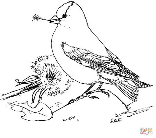 goldfinch coloring page