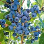 Ripe blueberries on a plant.