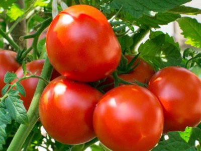 Deliciosos tomates