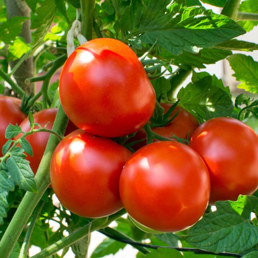 Red tomatoes on the vine.