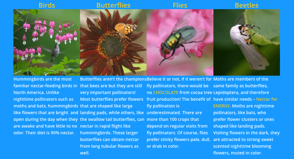 Cuatro imágenes de aves, mariposas, moscas y escarabajos con información sobre su importancia como polinizadores debajo de cada imagen.