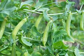 Green pea pods hang on a green plant.