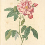 Drawn image of a single rose pink rose. Four buds border the rose. The petals are delicate, almost paper like, with darker pink to red highlights.
