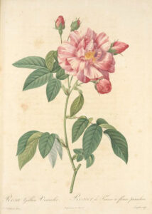 Drawn image of a single rose pink rose. Four buds border the rose. The petals are delicate, almost paper like, with darker pink to red highlights.