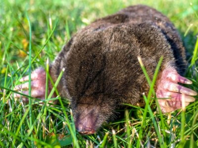 The Hidden Habitat of Moles