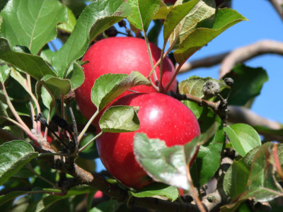 Get Ready for International Eat An Apple Day