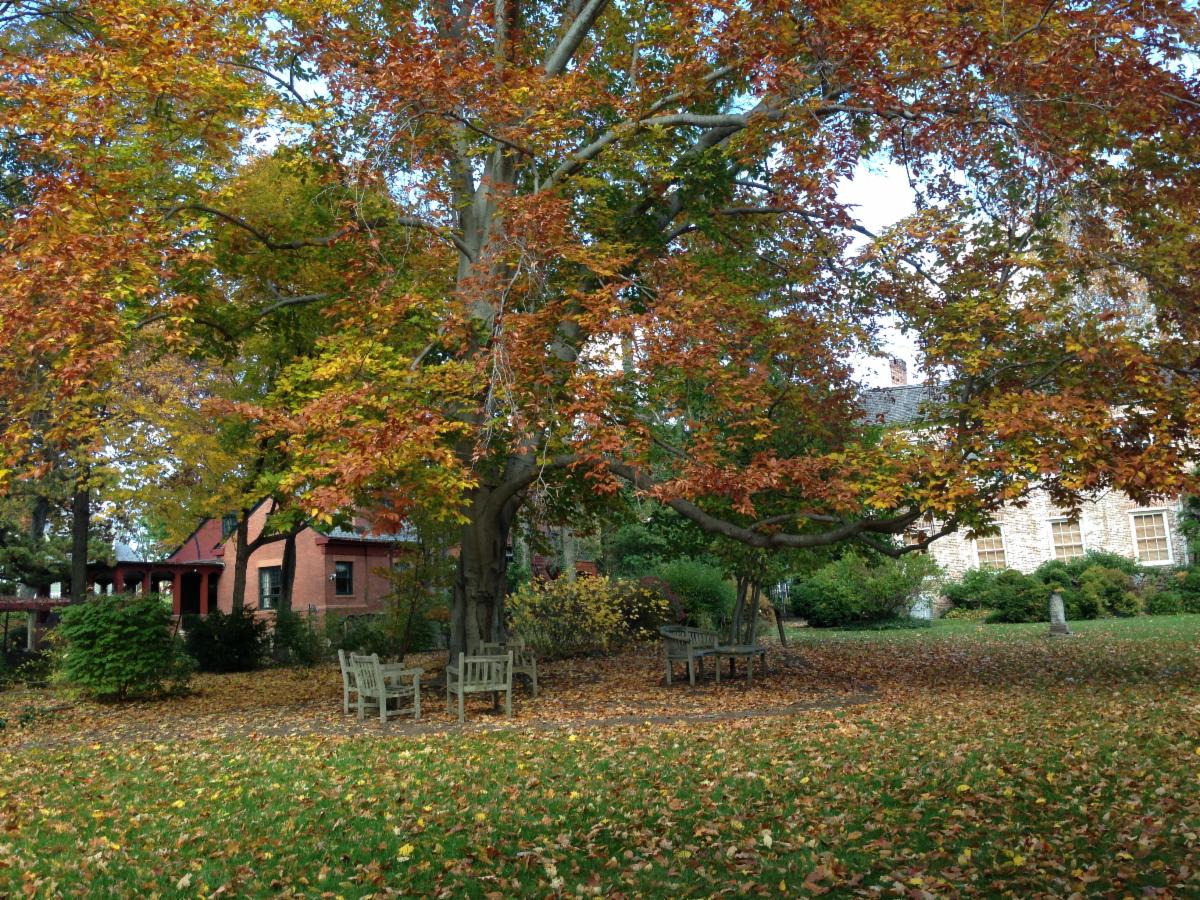 Fall shot of Macculloch Hall's garden. A large three has dropped orange and yellow leaves on the ground. Wooden chairs and benches sit under the tree.
