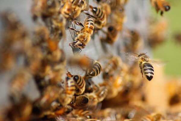 Honeybees gather together.