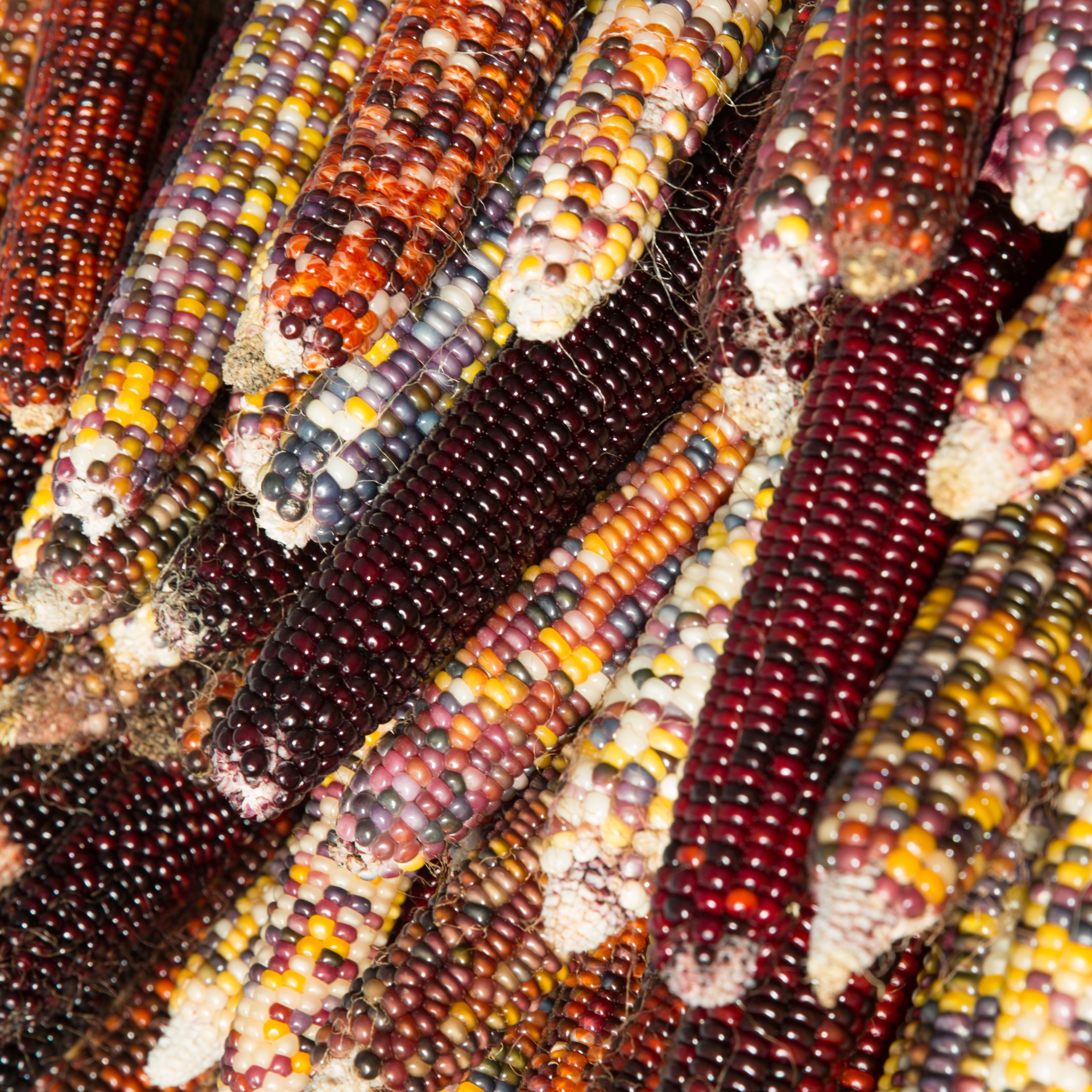 Several colorful ears of corn.
