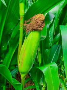An ear of corn on the stalk.