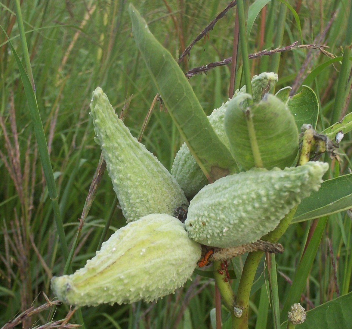 Four bumpy green milkweed pods on a plant.