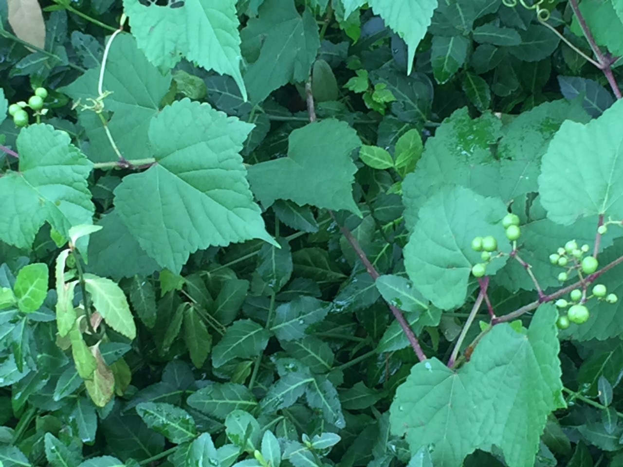 Various green leaves and grapes.